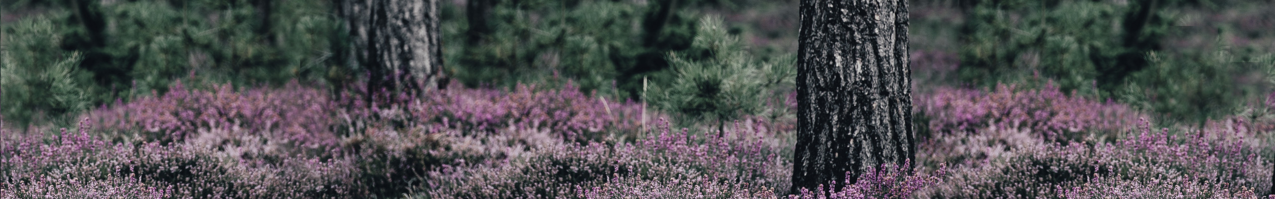 FÜR DICH - Mannose Plus Cranberry